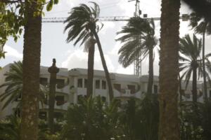 melillahoy.cibeles.net fotos 1096 Palmeras viento
