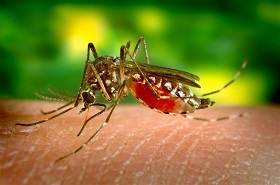 melillahoy.cibeles.net fotos 1487 virus zika