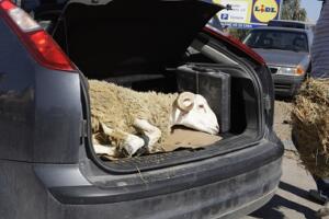 melillahoy.cibeles.net fotos 1650 borrego