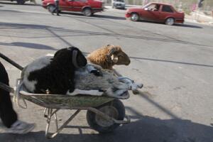 melillahoy.cibeles.net fotos 1651  PGG0498