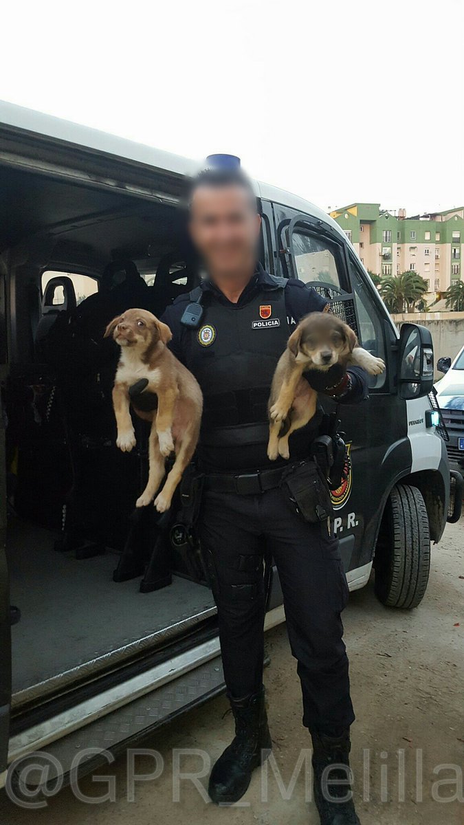 melillahoy.cibeles.net fotos 1792 policA a local con cachorro
