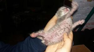 Uno de los gatos fue encontrado con una pata mutilada