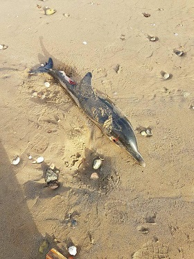 Imagen del delfín en la desembocadura del Río de Oro