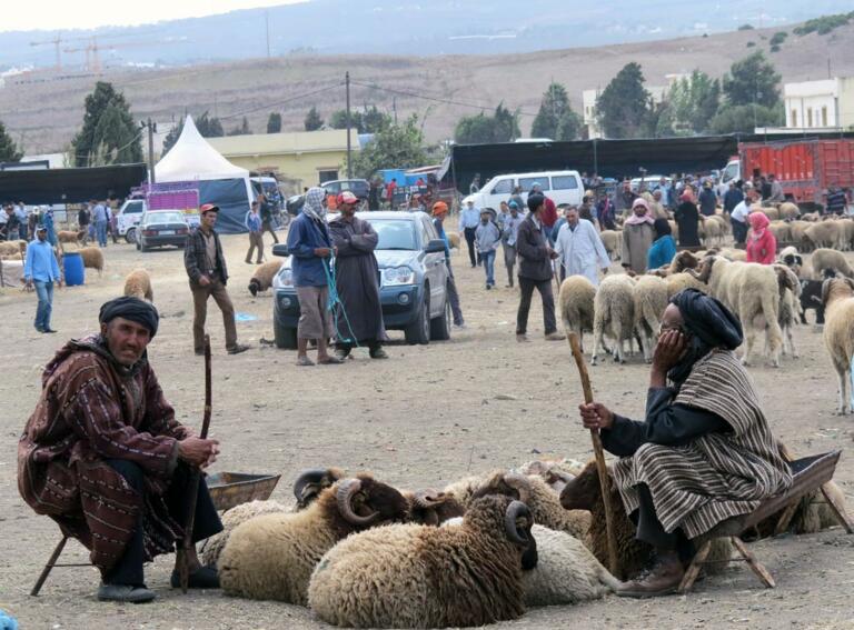 A día de hoy ninguna ganadería ha traído borregos marroquíes