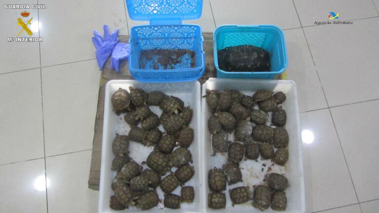 Las tortugas fueron encontradas en dos cajas en un coche
