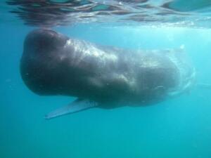 (FOTO Juampe Góngora Amat)