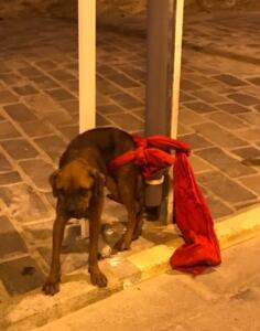 El perro con rabia