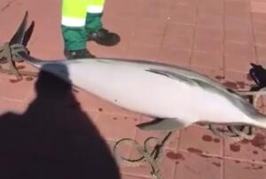 Captura de pantalla del vídeo recuperando un delfín en el puerto deportivo