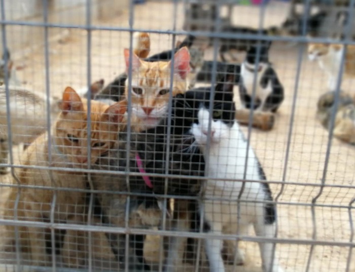 Tres gatos de la protectora de animales