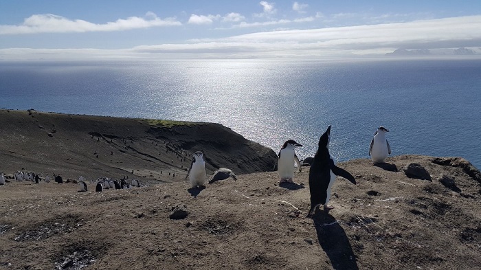 Los pingüinos se encuentran en la Antártica y se pueden apadrinar a través de un formulario
