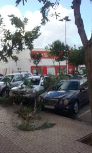 Un árbol cayó por el fuerte viento en el Barrio del Real