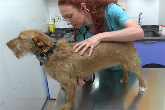 Imagen de un perro siendo vacunado por una veterinaria