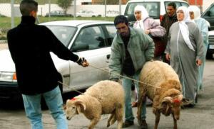El paso de borregos como se hacía antiguamente ya no será posible con las actuales normas