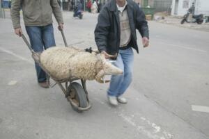 Se quiere evitar que los animales pasen en estas condiciones