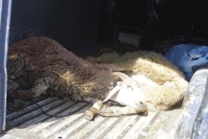 La CAM no quiere que los corderos entren en maleteros