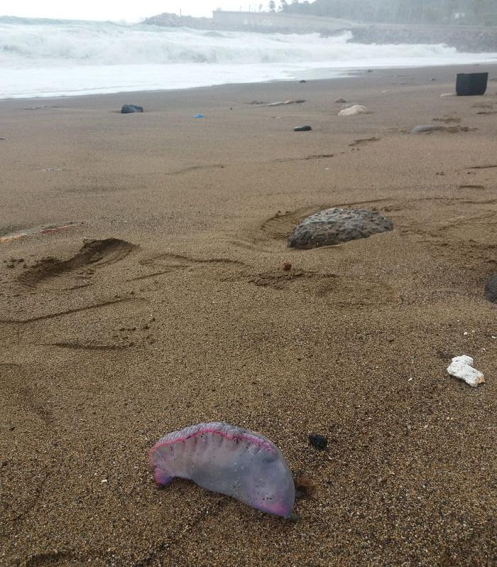 Los organismos quedaron varados en la playa debido al fuerte oleaje