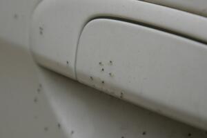 Imagen de varios pulgones que han aparecido en Melilla a lo largo del día de ayer