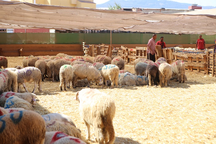 Los corderos pasarán por un puesto habilitado en Beni-Enzar