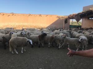 La federación religiosa musulmana exige a los representantes políticos de Melilla “recapaciten y aparquen sus diferencias para dar solución a este problema que afecta directa y flagrantemente a la mitad de la población de esta nuestra ciudad”