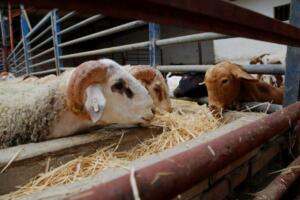 Las tres ganaderías han importado a Melilla entre 900 y 950 cabezas de ganado