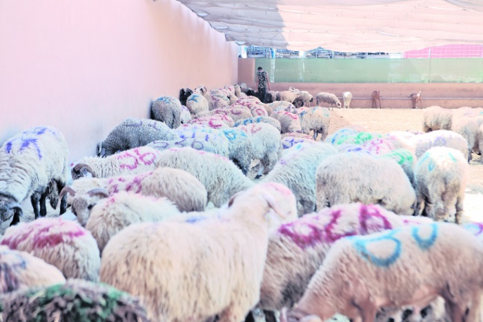 Los poco más de 900 corderos importados de la Península se agotaron el pasado viernes
