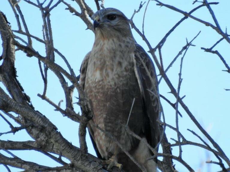 Águila ratonera, más conocida como ratonero moro (Buteo rufinus)