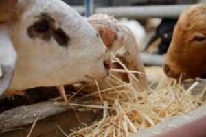 La viceconsejera, junto al cartel anunciador