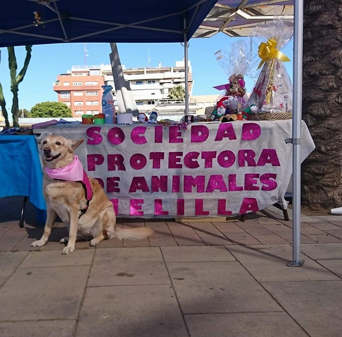 Imagen del stand solidario de la Protectora de Animales