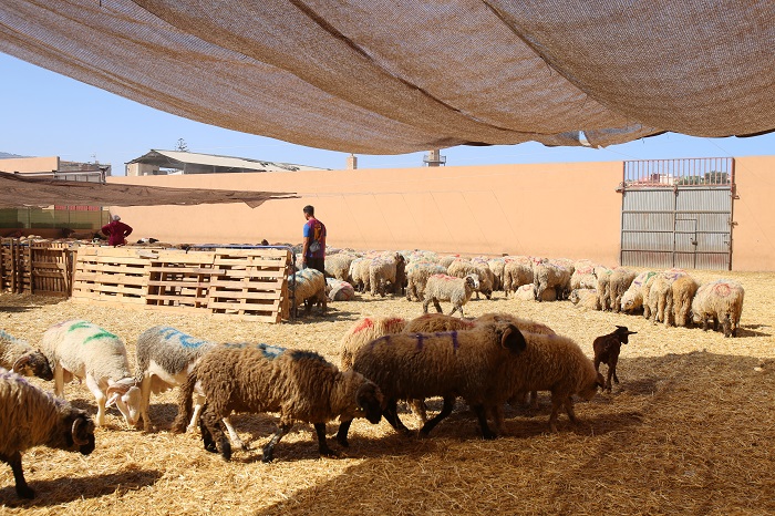 Los nuevos brotes de fiebre aftosa en Marruecos podrÃ­an impedir la llegada de corderos