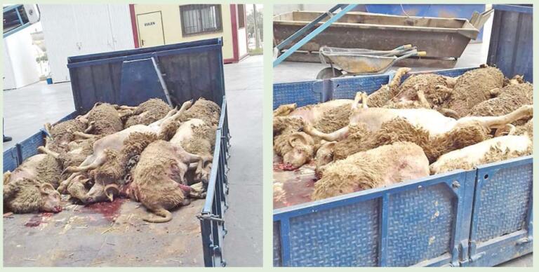 El autor critica que se impida a los particulares pasar borregos marroquíes aduciendo el riesgo de fiebre aftosa mientras a los ganadores se lo permiten tanto desde Marruecos como desde la Península, algunos muertos como los que se ven en la imagen a punto de ser llevados a la incineradora de Melilla en un camión