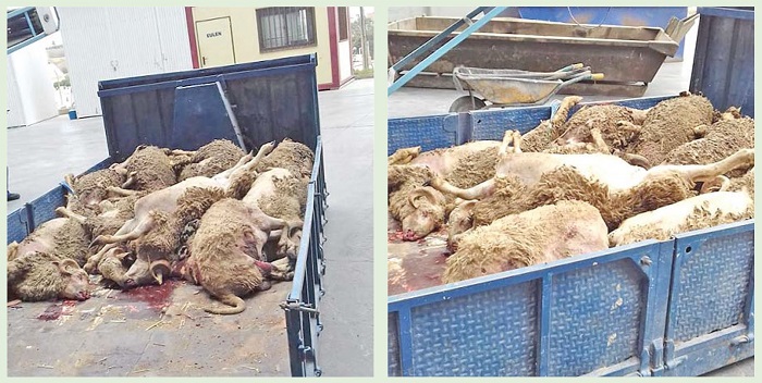De los 820 corderos importados en lo que va de julio, murieron 30 una vez en destino que fueron llevados a la incineradora