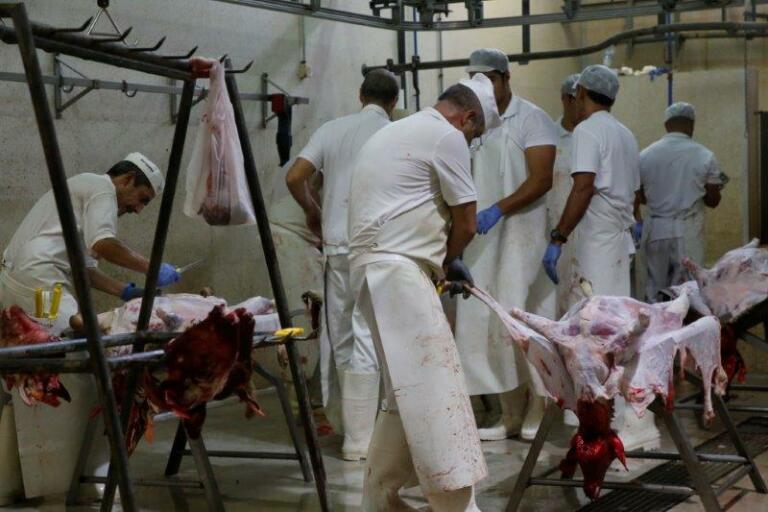 El ritmo de sacrificio en el matadero era de unos 20 corderos cada hora
