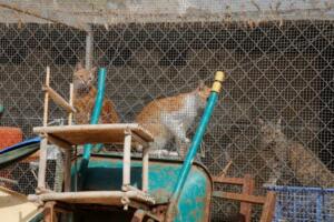 La Sociedad Protectora de Animales acoge a medio centenar de gatos y otro medio centenar de perros en unas instalaciones que son “de pena”