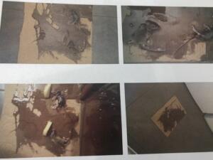 Varias imágenes que adjunta el denunciante de roedores muertos en la vivienda