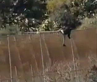 El vídeo que se ha viralizado muestra al inmigrante saltando la última valla en menos de 45 segundos