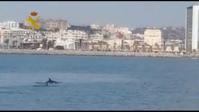 Ante tal “actitud incívica” y “con claro menosprecio hacia los delfines”, la Guardia Civil activó al GEAS, que lo denunció por infracción de la Ley 42/2007