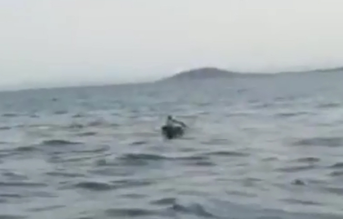 Imagen de un vídeo en el que se ve al tiburón