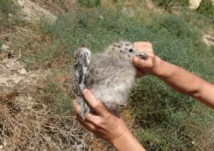 Los ecologistas señalan que no puede considerarse bioético que se retiren el 24% de los huevos y se maten el 76% de los pollos de gaviota patiamarilla en Melilla