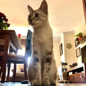 Buscan a Lia, una gata perdida hace 17 días en el Barrio del Real
