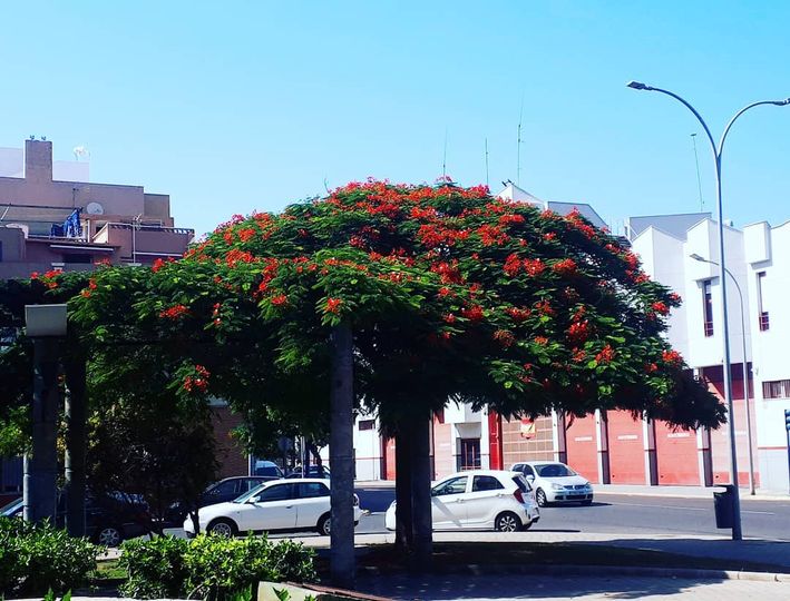 Plaza Daoiz y Velarde, tesorillo