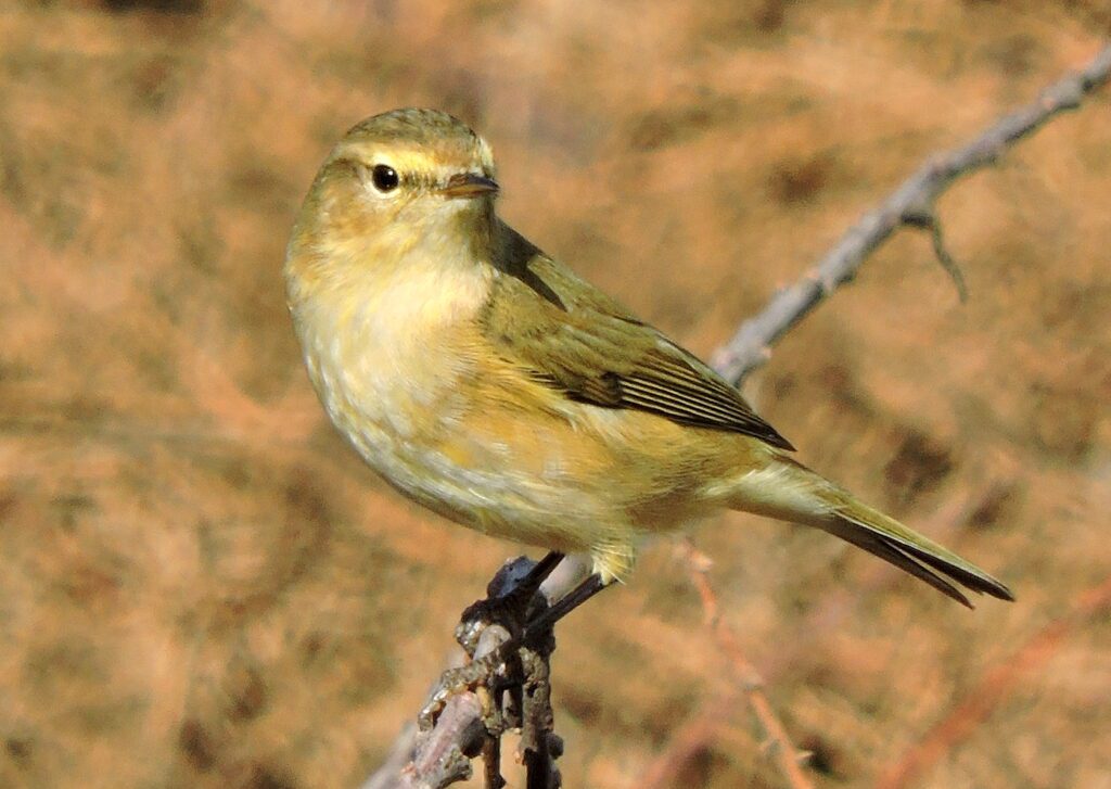 Imagen de un mosquitero común