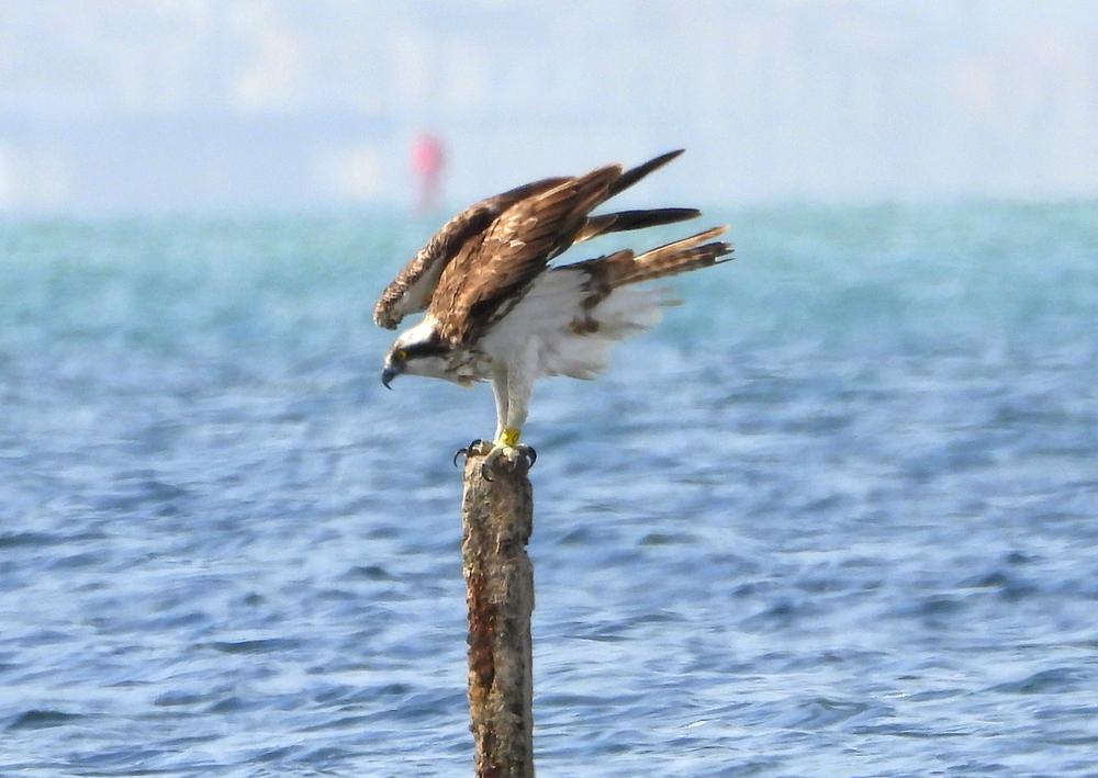 Águila pescadora: El águila del mar - MelillaHoy