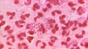 bacteria neisseria gonorrhoeae 97