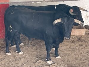 nº 11 Negro. Tuercemanos La Palmosilla