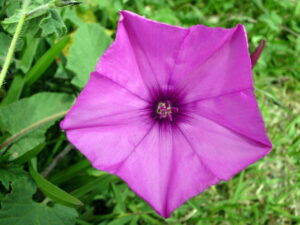 Campanilla rosa (Convolvulus althaeoides) en Melilla