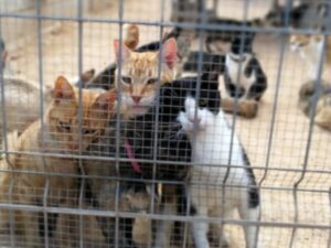 Detectan un caso de rabia en un gato en Melilla y piden no entrar en contacto con animales vagabundos