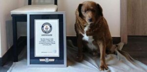 bobi 1 guinness world records d01f1704 240226114506 800x392
