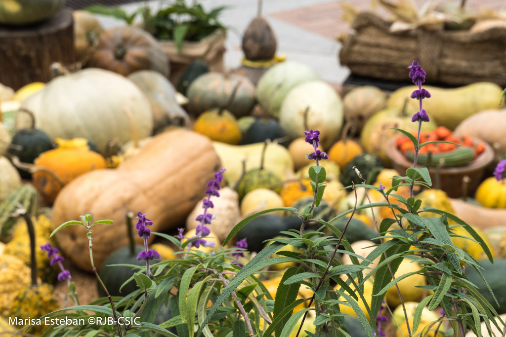 Calabazas Jardin Botanico 2024