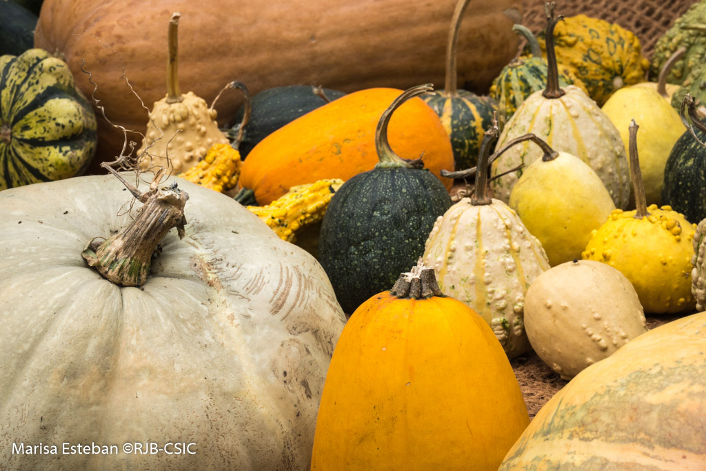 Calabazas Jardin Botanico 2024