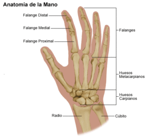 Anatomía de la mano